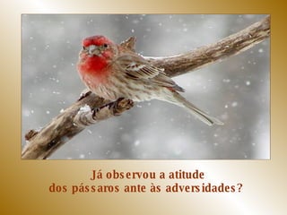 Já observou a atitude dos pássaros ante às adversidades?  
