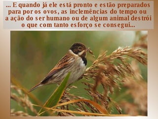 ... E quando já ele está pronto e estão preparados para por os ovos, as inclemências do tempo ou  a ação do ser humano ou de algum animal destrói o que com tanto esforço se consegui... 