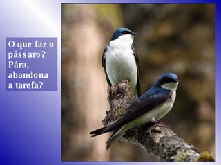 O que faz o pássaro? Pára, abandona a tarefa? 