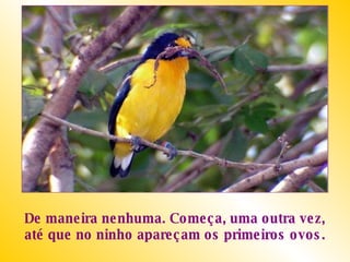 De maneira nenhuma. Começa, uma outra vez, até que no ninho apareçam os primeiros ovos. 