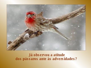 Já observou a atitude dos pássaros ante às adversidades?  