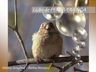 Lição de PERSEVERANÇA




Música: Songbird – Barbra Streisand
 