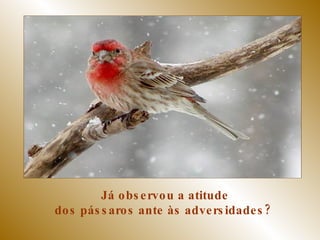 Já observou a atitude dos pássaros ante às adversidades?  