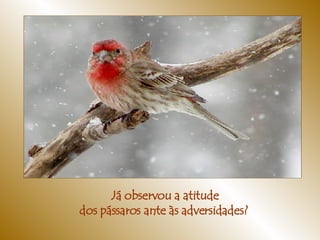Já observou a atitude dos pássaros ante às adversidades?  