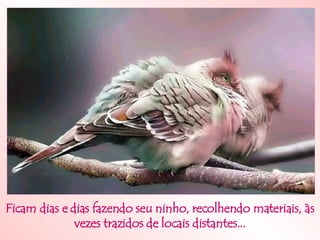Ficam dias e dias fazendo seu ninho, recolhendo materiais, às vezes trazidos de locais distantes... 
