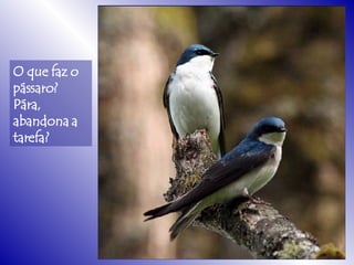 O que faz o pássaro? Pára, abandona a tarefa? 