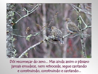 Dói recomeçar do zero... Mas ainda assim o pássaro jamais emudece, nem retrocede, segue cantando  e construindo, construindo e cantando... 