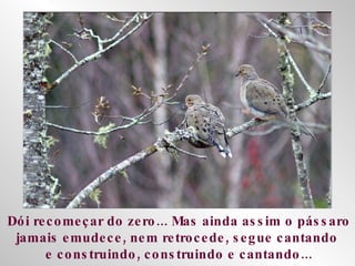 Dói recomeçar do zero... Mas ainda assim o pássaro jamais emudece, nem retrocede, segue cantando  e construindo, construindo e cantando... 
