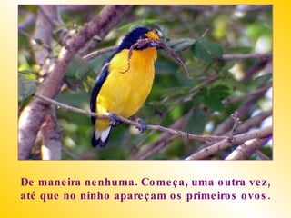 De maneira nenhuma. Começa, uma outra vez, até que no ninho apareçam os primeiros ovos. 