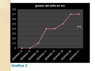 grosor del tallo en cm
0.8
0.7
0.6
0.5
0.4

0.3
0.2
0.1
0

0…

 