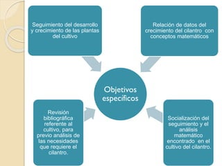 Seguimiento del desarrollo
y crecimiento de las plantas
del cultivo

Relación de datos del
crecimiento del cilantro con
conceptos matemáticos

Objetivos
específicos
Revisión
bibliográfica
referente al
cultivo, para
previo análisis de
las necesidades
que requiere el
cilantro.

Socialización del
seguimiento y el
análisis
matemático
encontrado en el
cultivo del cilantro.

 
