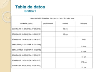 CRECIMIENTO SEMANAL EN CM CULTIVO DE CILANTRO
SEMANA (DIAS)

decrecimiento

estable

SEMANA 14( 04-04-2013 A 07-04-2013 )

0.0 cm

SEMANA 15( 08-04-2013 A 14-04-2013 )

creciente

0.0 cm

SEMANA 16( 15-04-2013 A 21-04-2013 )

3 cm

SEMANA 17(22-04-2013 A 28-04-2013 )
5.5 cm
SEMANA 18(29-04-2013 A 05-05-2013 )

9.5 cm
SEMANA 19( 06-05-2013 A 12-05-2013 )

13 cm
SEMANA 20( 13-05-2013 A 19-05-2013 )
17.5 cm
SEMANA 21( 20-05-2013 A 25-05-2013 )
22 cm

 