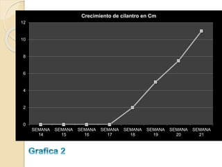 Crecimiento de cilantro en Cm
12

10

8

6

4

2

0
SEMANA
14

SEMANA
15

SEMANA
16

SEMANA
17

SEMANA
18

SEMANA
19

SEMANA
20

SEMANA
21

 