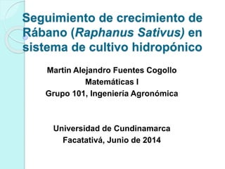 Seguimiento de crecimiento de
Rábano (Raphanus Sativus) en
sistema de cultivo hidropónico
Martin Alejandro Fuentes Cogollo
Matemáticas I
Grupo 101, Ingeniería Agronómica
Universidad de Cundinamarca
Facatativá, Junio de 2014
 