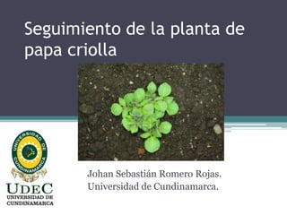 Seguimiento de la planta de
papa criolla

Johan Sebastián Romero Rojas.
Universidad de Cundinamarca.

 