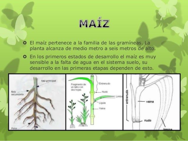 Seguimiento del maíz