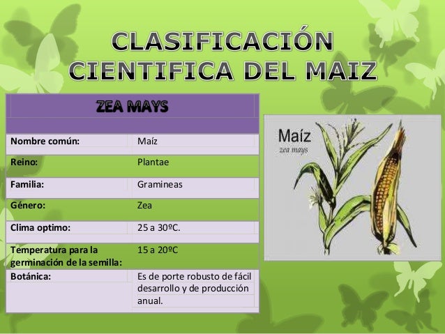Seguimiento del maíz