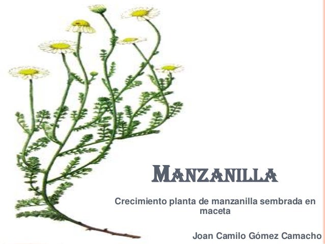 Segumiento Manzanilla