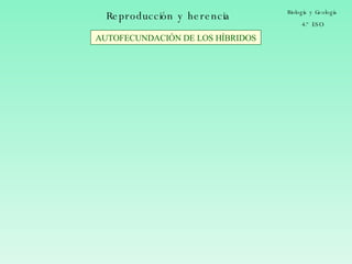 Reproducción y herencia Biología y Geología 4.º ESO AUTOFECUNDACIÓN DE LOS HÍBRIDOS 