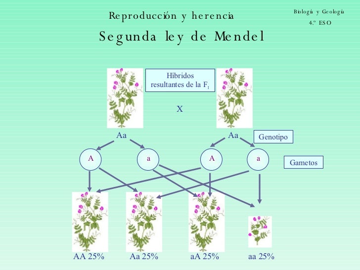 Segunda Ley De Mendel