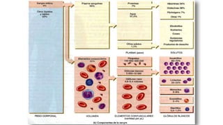 Elementos formes de la
sangre
Comprenden 2 tipos
de células
sanguíneas:
eritrocitos (glóbulos
rojos) y
leucocitos (glóbulo...