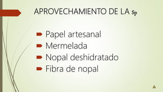 APROVECHAMIENTO DE LA Sp
 Papel artesanal
 Mermelada
 Nopal deshidratado
 Fibra de nopal
 