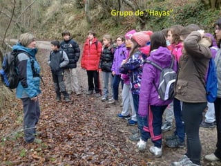 Grupo de “Hayas”.

 