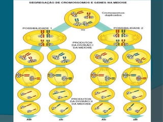 Segunda Lei de Mendel