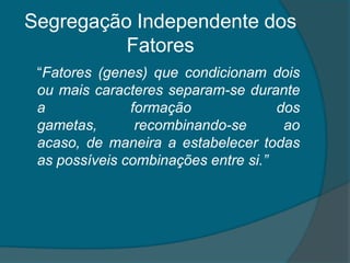 Segregação Independente dos Fatores“Fatores (genes) que condicionam dois ou mais caracteres separam-se durante a formação dos gametas, recombinando-se ao acaso, de maneira a estabelecer todas as possíveis combinações entre si.”