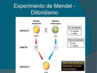 Experimento de Mendel - Diibridismo100% de sementesAmarelas e Lisas Heterozigota