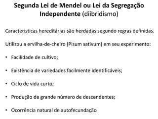 Segunda Lei de Mendel ou Lei da Segregação
Independente (diibridismo)
Características hereditárias são herdadas segundo regras definidas.
Utilizou a ervilha-de-cheiro (Pisum sativum) em seu experimento:
• Facilidade de cultivo;
• Existência de variedades facilmente identificáveis;
• Ciclo de vida curto;
• Produção de grande número de descendentes;
• Ocorrência natural de autofecundação
 