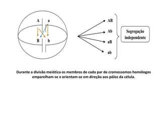Durante a divisão meiótica os membros de cada par de cromossomos homólogos
emparelham-se e orientam-se em direção aos pólos da célula.
 