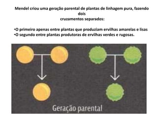 Mendel criou uma geração parental de plantas de linhagem pura, fazendo
dois
cruzamentos separados:
•O primeiro apenas entre plantas que produziam ervilhas amarelas e lisas
•O segundo entre plantas produtoras de ervilhas verdes e rugosas.
 