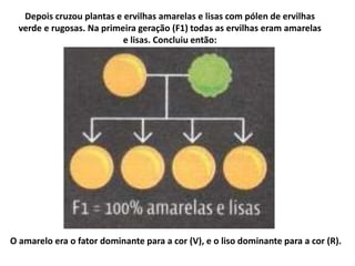 Depois cruzou plantas e ervilhas amarelas e lisas com pólen de ervilhas
verde e rugosas. Na primeira geração (F1) todas as ervilhas eram amarelas
e lisas. Concluiu então:
O amarelo era o fator dominante para a cor (V), e o liso dominante para a cor (R).
 