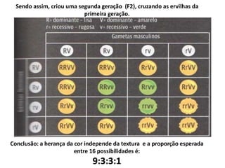 Sendo assim, criou uma segunda geração (F2), cruzando as ervilhas da
primeira geração.
Conclusão: a herança da cor independe da textura e a proporção esperada
entre 16 possibilidades é:
9:3:3:1
 