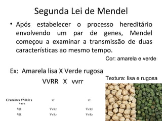 Segunda Lei de Mendel 
• Após estabelecer o processo hereditário 
envolvendo um par de genes, Mendel 
começou a examinar a transmissão de duas 
características ao mesmo tempo. 
Ex: Amarela lisa X Verde rugosa 
VVRR X vvrr 
Cruzantes VVRR x 
vvrr 
vr vr 
VR VvRr VvRr 
VR VvRr VvRr 
Cor: amarela e verde 
Textura: lisa e rugosa 
 