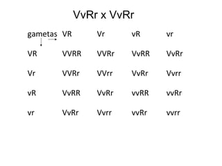 VvRr x VvRr 
gametas VR Vr vR vr 
VR VVRR VVRr VvRR VvRr 
Vr VVRr VVrr VvRr Vvrr 
vR VvRR VvRr vvRR vvRr 
vr VvRr Vvrr vvRr vvrr 
 