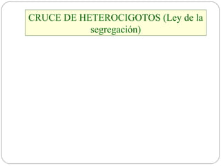 CRUCE DE HETEROCIGOTOS (Ley de la segregación) 