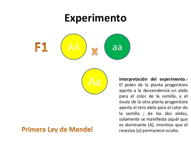 Segunda ley de mendel