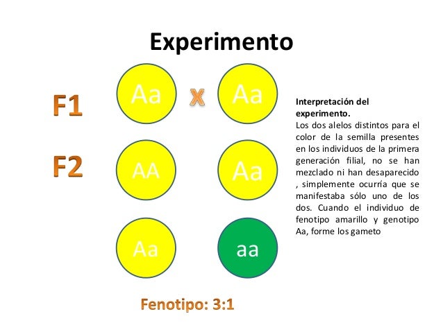Que Dice La Segunda Ley De Mendel Ley Compartir