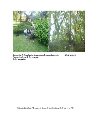 Ilustración 1. Estudiantes observando el comportamiento                ilustración 2.
Comportamiento de las avispas
de los seres vivos




    Evidencias De Salidas Y Trabajos De Campo De Los Estudiantes De Grado 11º / 2011
 