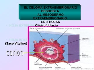 EL CELOMA EXTRAEMBRIONARIO
                   DESDOBLA
                AL MESODERMO
              EXTRAEMBRIONARIO
                   EN 2 HOJAS
• HOJA EXTERNA Citotrofoblasto



 • HOJA INTERNA
(Saco Vitelino)
 