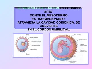 EL PEDICULO DE FIJACION ES EL UNICO
               SITIO
       DONDE EL MESODERMO
        EXTRAEMBRIONARIO
ATRAVIESA LA CAVIDAD CORIONICA. SE
            CONVIERTE
     EN EL CORDON UMBILICAL.
 
