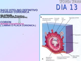 SACO VITELINO DEFINITIVO
CAVIDAD CORIONICA
(se extiende
Saco Vitelino Primitivo
el celoma extraembrionario)

CORION
Quistes exocelómicos
( LAMINA O PLACA CORIONICA.)

                      .
 
