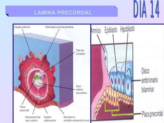 LAMINA PRECORDAL
 