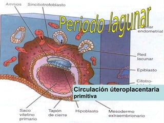 Circulación úteroplacentaria
primitiva
 