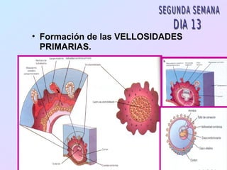 • Formación de las VELLOSIDADES
  PRIMARIAS.
 