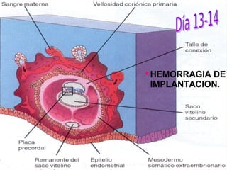  HEMORRAGIA DE
  IMPLANTACION.
 