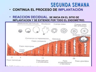 • CONTINUA EL PROCESO DE IMPLANTACIÓN

• REACCION DECIDUAL. SE INICIA EN EL SITIO DE
  IMPLANTACION Y SE EXTIENDE POR TODO EL ENDOMETRIO.
 