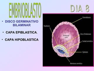 • DISCO GERMINATIVO
      BILAMINAR

• CAPA EPIBLASTICA.

• CAPA HIPOBLASTICA
 